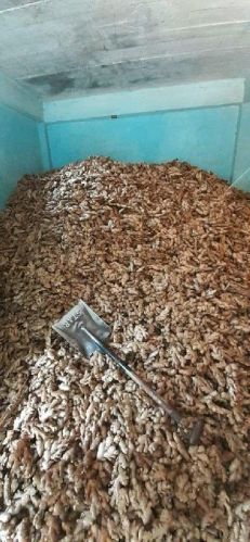 Brown Fresh Ginger, Packaging Type : Plastic Pack, Polyethylene