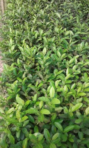 Organic Assam Lemon Plant, For Gardening, Variety : Hybrid