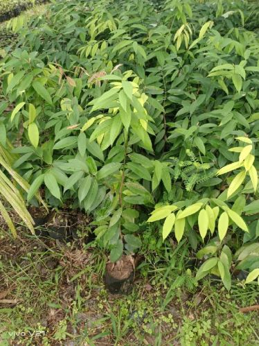 Nahor Plant, For Plantation, Grade : Medicine Grade