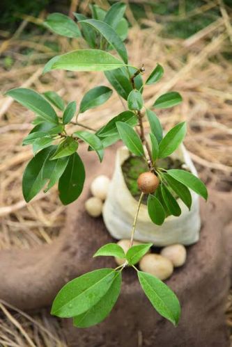 Organic Sapodilla Plant, For Gardening