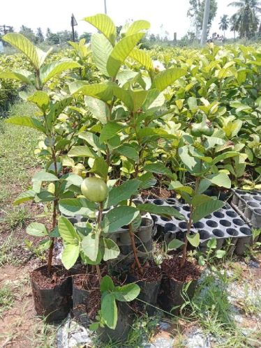 Organic Thai Guava Plant, Feature : Disease Free