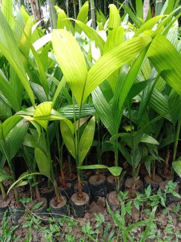 Arecanut Plant For Garden