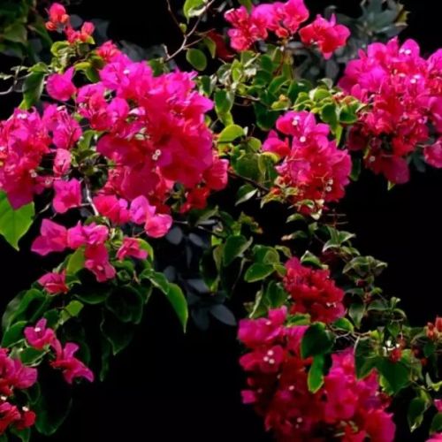 Bougainvillea Plants