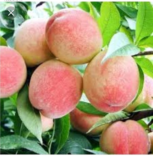 Peach Plants, Color : Green, Light-green, Natural Green