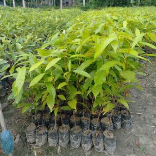 Mahogany Plants, Color : Green