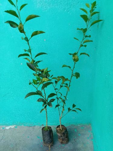 Orange Plants For Garden