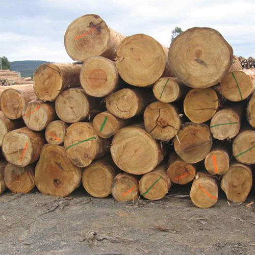 Polished Eucalyptus Logs, For Making Furniture, Shape : Round