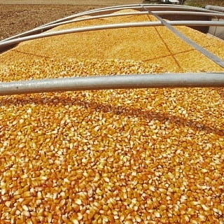 Best Grade Yellow Corn Available For Sale