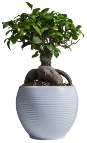 Budsnblush Bottling Plant