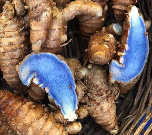 Black turmeric