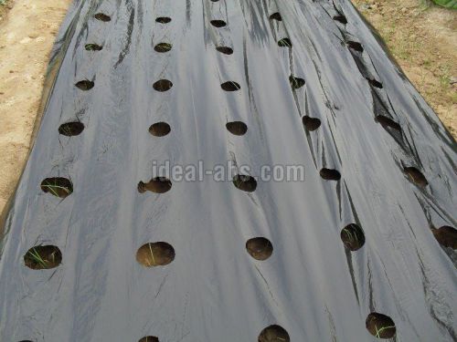 Rectangular LDPE Mulching Film, For Agriculture, Length : 200 To 1000 Mtr