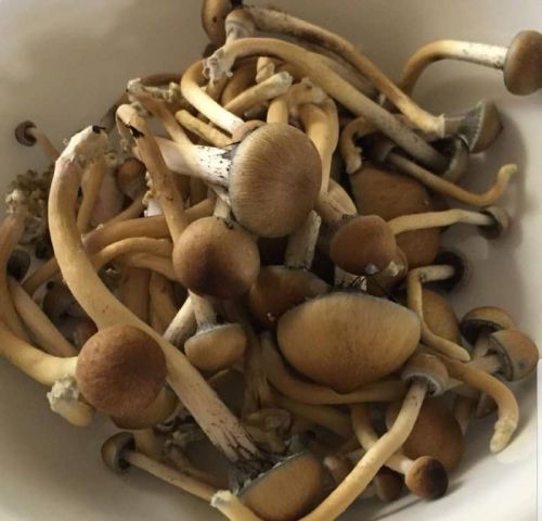 Organic Magic Mushroom, Packaging Type : Fresh, Grey, Light Brown