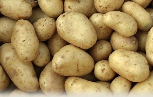 Potato, For Snacks, Home, Restaurant, Hotel, Style : Fresh