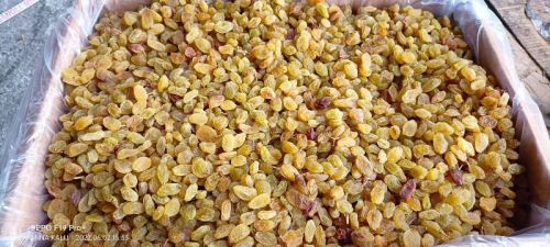 Varsha Gold Raisins KTM62, Shelf Life : 0-6 Months