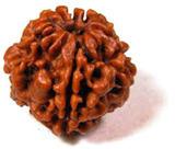 Rudraksha Dana, Color : Brown