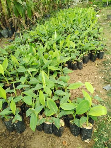 Natural Tissue Culture Banana Plant, Packaging Type : Plastic Bag, Black Poly Bag