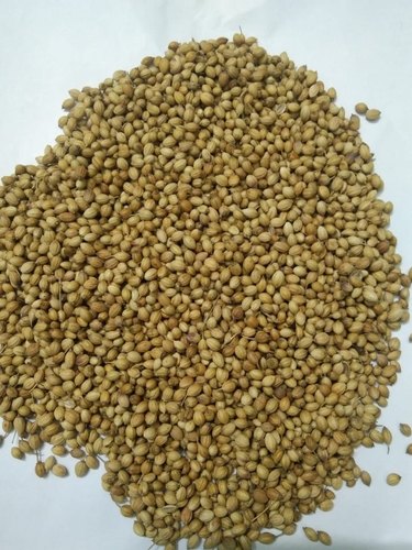 Dried Coriander Seed, Packaging Type : Brown 5% for Cooking