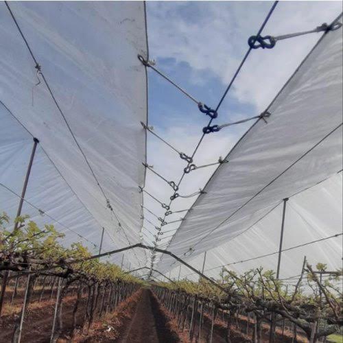 Laminated Grapes Farming Cover, Feature : Eco-Friendly, Tear-Resistant, Water-Soluble, UV Stabilize