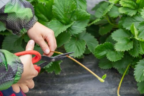 Natural Strawberry Runners, For Agriculture