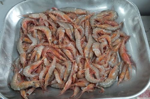 Vannamei Shrimp, Style : Fresh