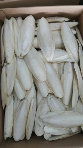 Blanched Common cuttlefish bone, Form : Powder, Solid