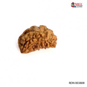 Natural 1 Mukhi Rudraksha, Size : 25.00 X 16.47 X 12.36 MM