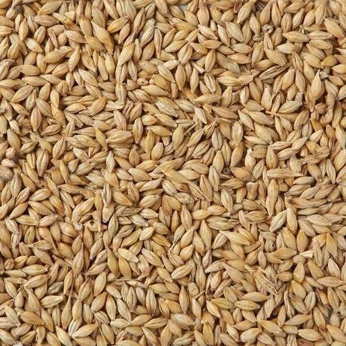 Barley Seeds for Animal Feed