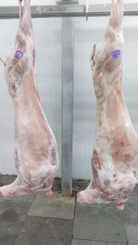 Mutton Meat, For Heavy Industry, Certification : FDA Certified, ISO Certified