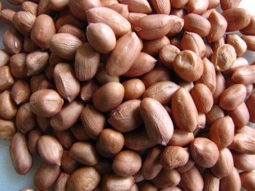 Organic Groundnut Seeds, For Agriculture, Cooking, Food, Style : Dried