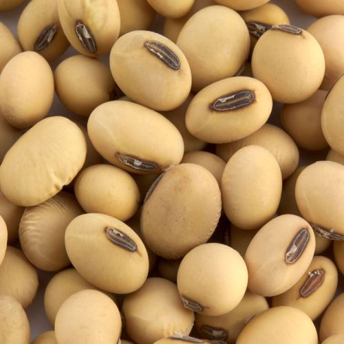 Natural Soybean Seed, Feature : Best Quality