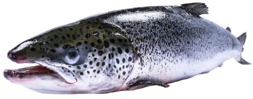 Fresh Whole Salmon Fish Without Head, For Human Consumption, Feature : Good Protein