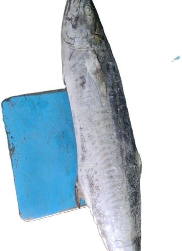 Frozen King Fish, Shelf Life : 1week