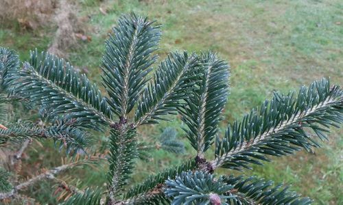 Organic Abies Spectabilis Plant, Color : Green