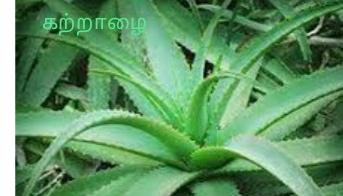 Common Aloe Vera, For Juice, Skin Products, Form : Leaf, Liquid, Powder, Solid