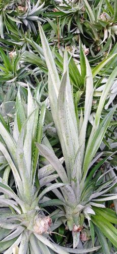 Well Watered Fruit Pineapple Suckers Plant, Color : Green