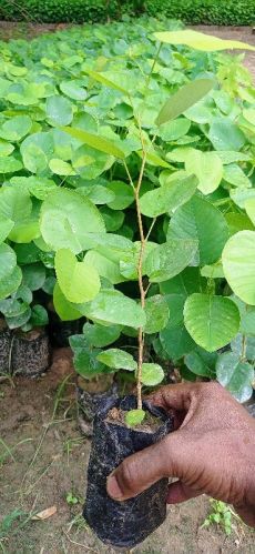 Red Sandalwood Plants, For Plantation