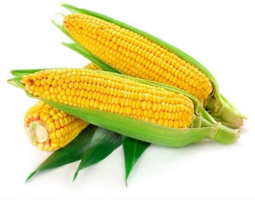 Fresh Yellow Corn, Shelf Life : 20 Days