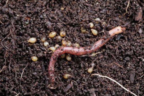 Organic Vermicompost, For Agriculture, Standard : Bio Grade