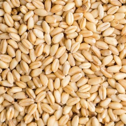 Natural Durum Wheat Seeds, Shelf Life : 1year