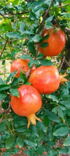 Pomegranate, Packaging Type : Box