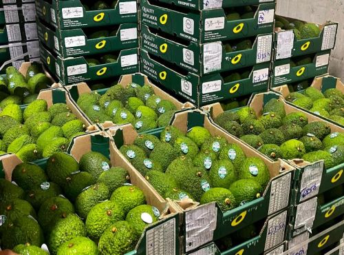 Avocado, Packaging Type : Boxes