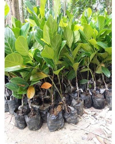 Natural Jack Fruit Plant, Color : Green