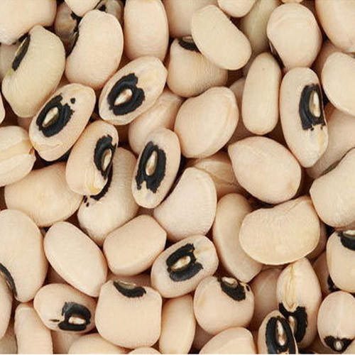 NIRVANA ATLANTIK Black Eyed Beans, Size Available : 7mm, 8mm