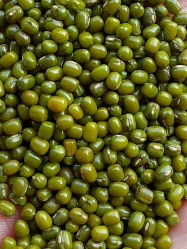 NIRVANA ATLANTIK Organic Green Moong Beans, Size Available : 7mm, 8mm