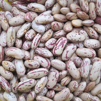 NIRVANA ATLANTIK Organic Speckled Kidney Beans, Shelf Life : 1Year