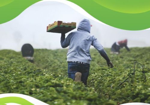 Contract Farming (Only Technical Service & Market Linkage)