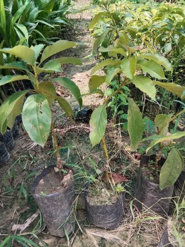 Avacado Plant, Color : Green, Natural Green