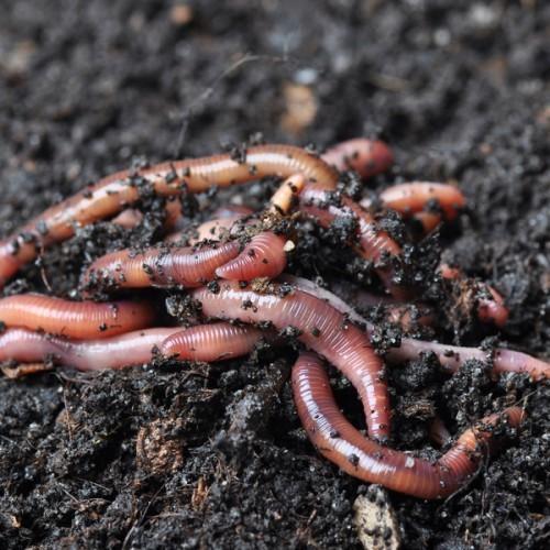 Vermiculture Earthworm