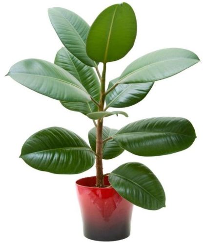 Rubber Plant, For Decoration Purpose, Feature : Fast Growth