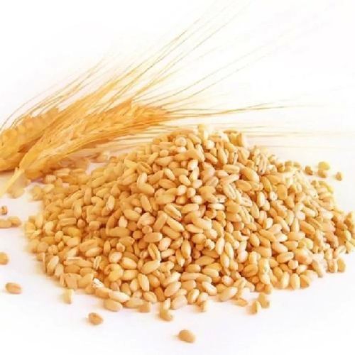 Natural Human Feed Wheat, For Cooking, Packaging Size : 20-25kg, 25-50kg